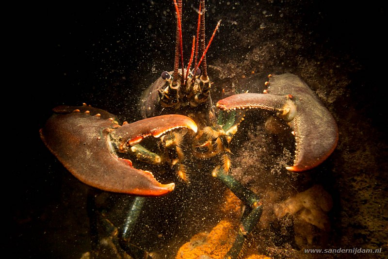 Zeekreeft, Homarus gammarus, Scharendijke, Nederland, april 2014